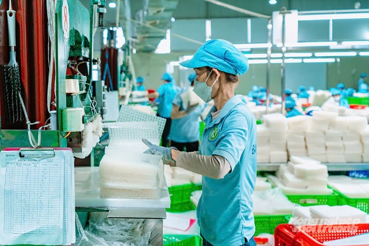 Nguồn nguyên liệu chính để sản xuất ra bánh tráng được Tân Nhiên sử dụng từ nguồn tinh bột khoai mì, được cung cấp trực tiếp từ nhà máy của gia đình, giúp kiểm soát chất lượng đầu vào, đồng thời tạo đầu ra ổn định cho nông dân, góp phần phát triển kinh tế địa phương. Ảnh: Nguyễn Thủy.