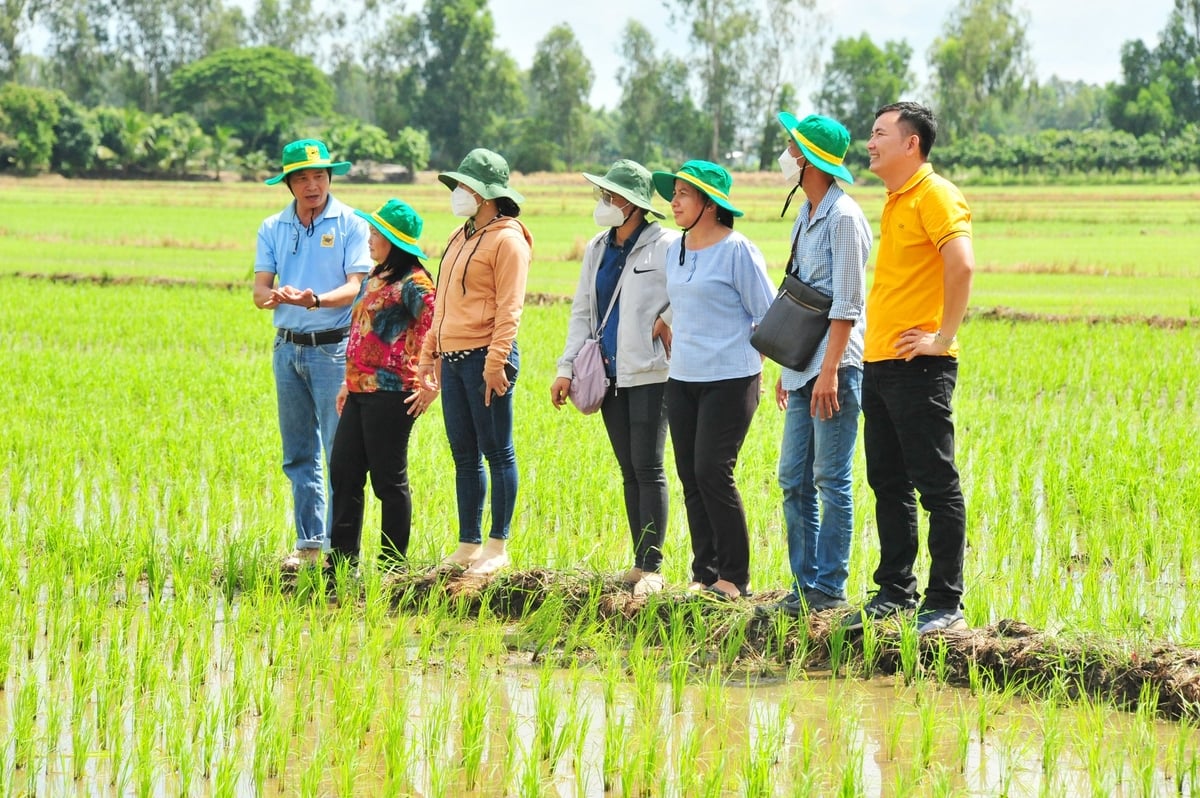 Cán bộ Chi cục Trồng trọt và Bảo vệ thực vật TP Cần Thơ phối hợp cùng địa phương kiểm tra đồng ruộng, hướng dẫn nông dân các biện pháp xử lý sâu bệnh và ứng phó với thời tiết bất thường. Ảnh: Lê Hoàng Vũ.