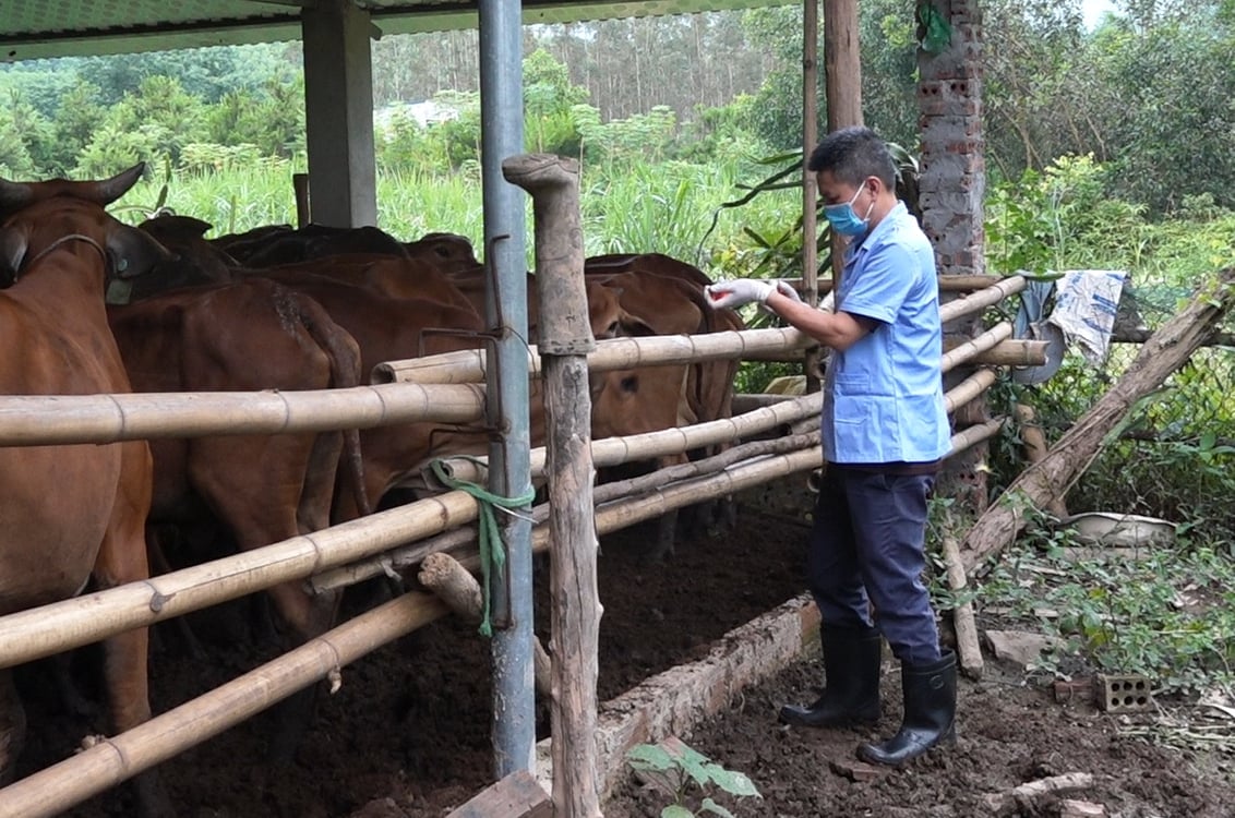 Cán bộ thú y cơ sở hỗ trợ người dân tiêm phòng cho đàn vật nuôi. Ảnh: Nguyễn Thành. Cán bộ thú y cơ sở hỗ trợ người dân tiêm phòng cho đàn vật nuôi. Ảnh: Nguyễn Thành.