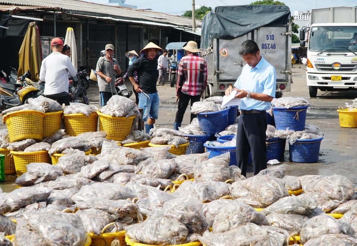 Hải sản vừa cập bến ở cảng Tân Phước (xã Long Hải, TP.HCM) với nhiều loại cá tạp, phế phụ phẩm giá trị thấp vài ngàn đồng mỗi kg. Ảnh: Lê Bình.
