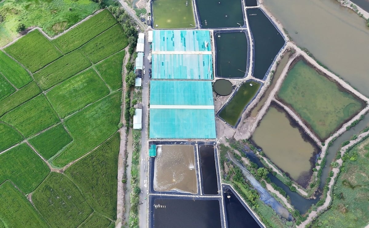 HTX Nông nghiệp Quyết Thắng là mô hình ứng dụng tuần hoàn nước tiêu biểu trong nuôi tôm thẻ chân trắng tại TP.HCM (mới). Nhờ đó, HTX kiểm soát dịch bệnh trên tôm khá tốt và góp phần bảo vệ môi trường. Ảnh: Lê Bình. HTX Nông nghiệp Quyết Thắng là mô hình ứng dụng tuần hoàn nước tiêu biểu trong nuôi tôm thẻ chân trắng tại TP.HCM (mới). Nhờ đó, HTX kiểm soát dịch bệnh trên tôm khá tốt và góp phần bảo vệ môi trường. Ảnh: Lê Bình.