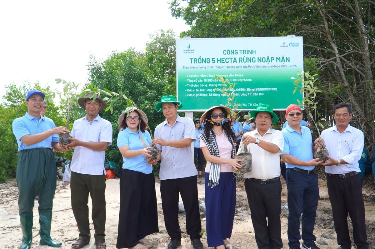 Công ty Điều hành Dầu khí Biển Đông trao tặng 16.500 cây mắm cho Sở Nông nghiệp và Môi trường TP. Cần Thơ phục vụ công tác trồng rừng tại xã tuyến đê biển xã Lai Hòa. Ảnh: Kim Anh. Công ty Điều hành Dầu khí Biển Đông trao tặng 16.500 cây mắm cho Sở Nông nghiệp và Môi trường TP. Cần Thơ phục vụ công tác trồng rừng tại xã tuyến đê biển xã Lai Hòa. Ảnh: Kim Anh.