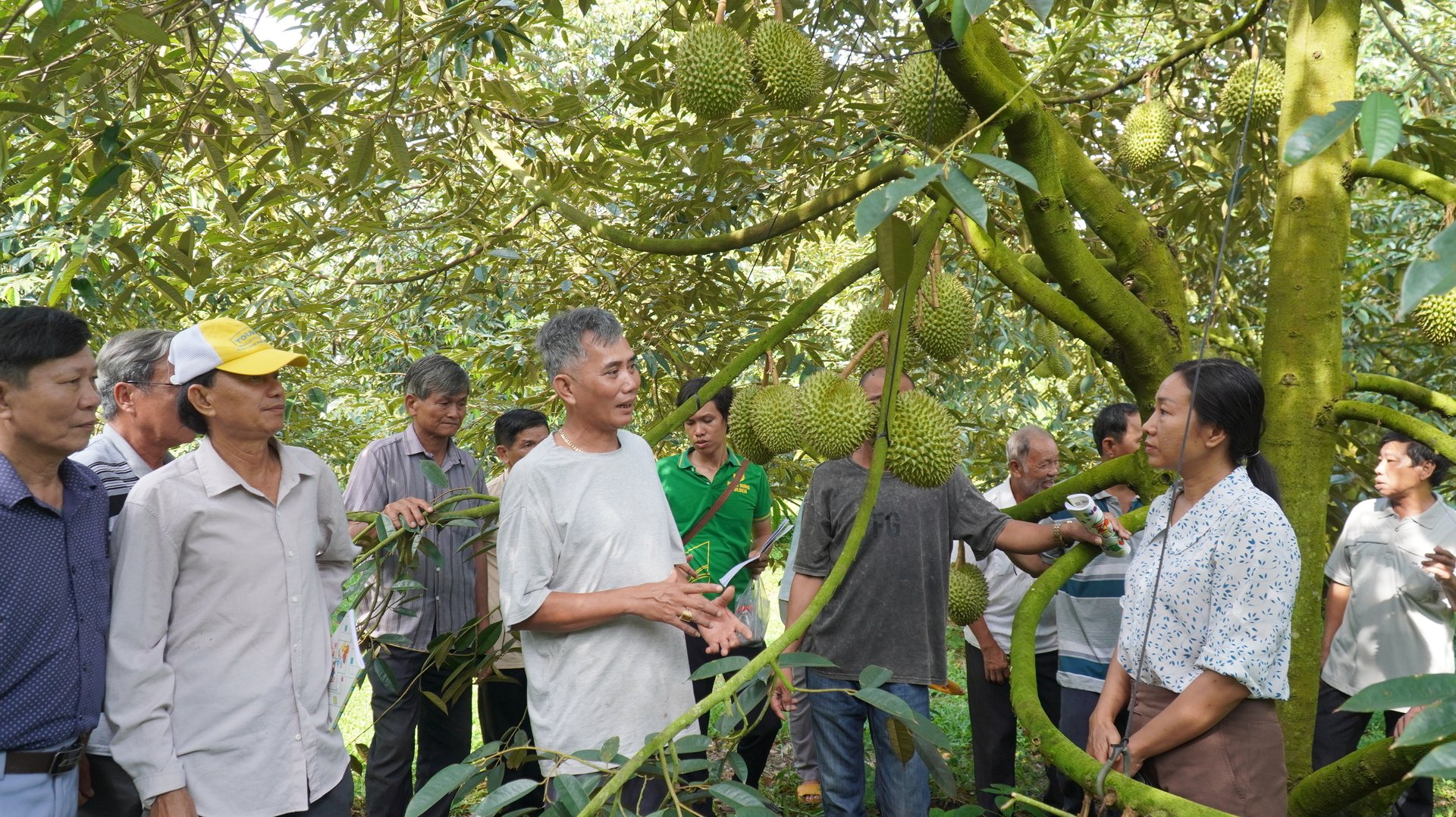 Tư duy 'trồng để lấy quả' giờ đã dần chuyển sang 'trồng để giữ cây khỏe'. Và từ cây khỏe, đất khỏe, sẽ cho những vụ mùa bội thu bền vững. Ảnh: Trần Phi. Tư duy 'trồng để lấy quả' giờ đã dần chuyển sang 'trồng để giữ cây khỏe'. Và từ cây khỏe, đất khỏe, sẽ cho những vụ mùa bội thu bền vững. Ảnh: Trần Phi.
