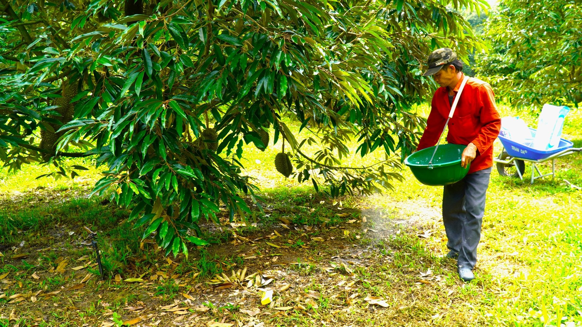 Là vùng trồng cây ăn trái truyền thống, hiện xã Phước Thành đã có hơn 300 ha chuyên canh sầu riêng. Ảnh: Trần Phi. Là vùng trồng cây ăn trái truyền thống, hiện xã Phước Thành đã có hơn 300 ha chuyên canh sầu riêng. Ảnh: Trần Phi.
