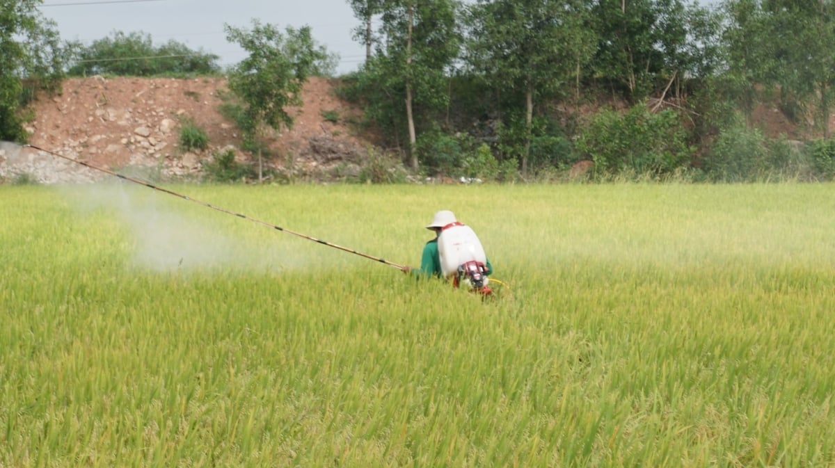 Bà con nông dân xã Hảo Đước an tâm sản xuất. Ảnh: Trần Trung. Bà con nông dân xã Hảo Đước an tâm sản xuất. Ảnh: Trần Trung.