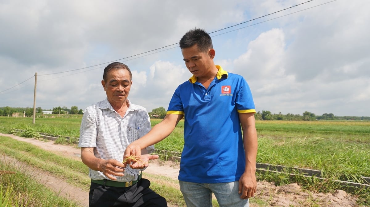 Anh Dương (áo xanh) cùng ông Tranh - Giám đốc HTX An Cơ thăm đồng. Ảnh: Trần Trung. Anh Dương (áo xanh) cùng ông Tranh - Giám đốc HTX An Cơ thăm đồng. Ảnh: Trần Trung.