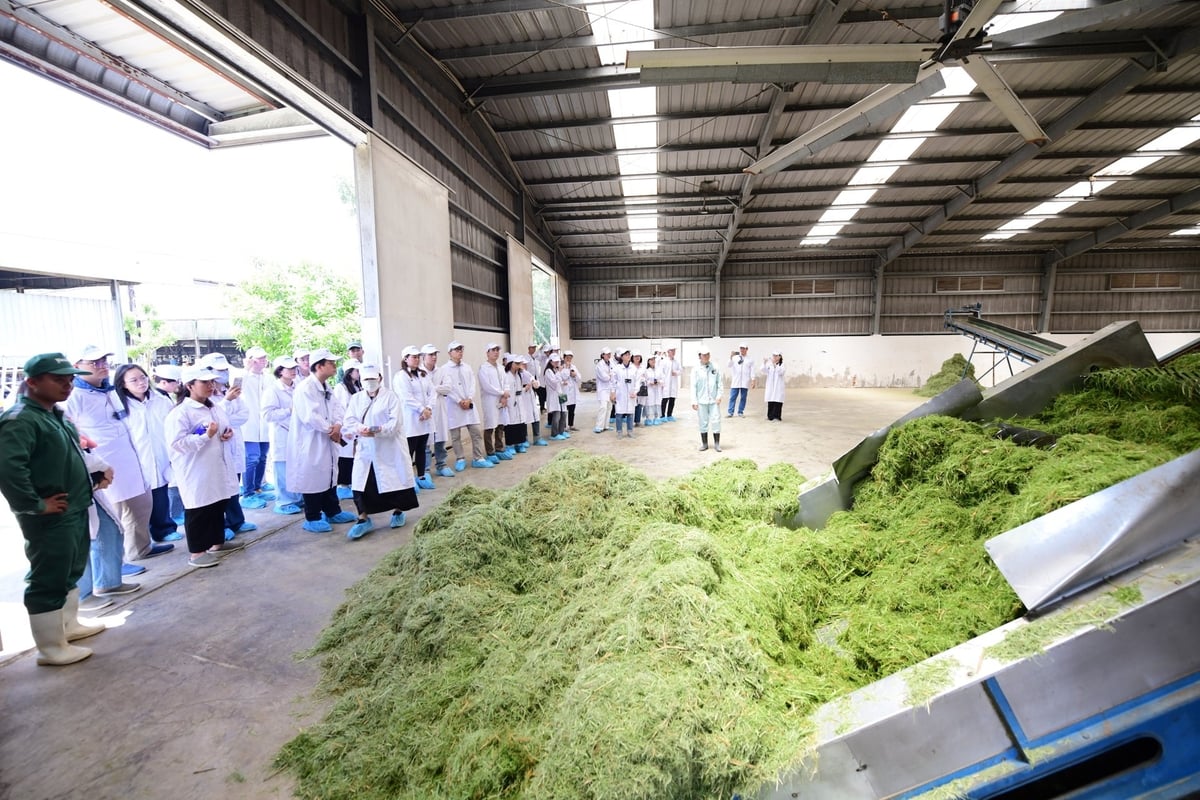 Nhà sấy cỏ, hệ thống sấy cỏ được sáng chế bởi chính nhân viên trang trại tiết kiệm rẻ hơn hơn 10 lần so với cỏ nhập khẩu. Ảnh: Quang Định. Nhà sấy cỏ, hệ thống sấy cỏ được sáng chế bởi chính nhân viên trang trại tiết kiệm rẻ hơn hơn 10 lần so với cỏ nhập khẩu. Ảnh: Quang Định.