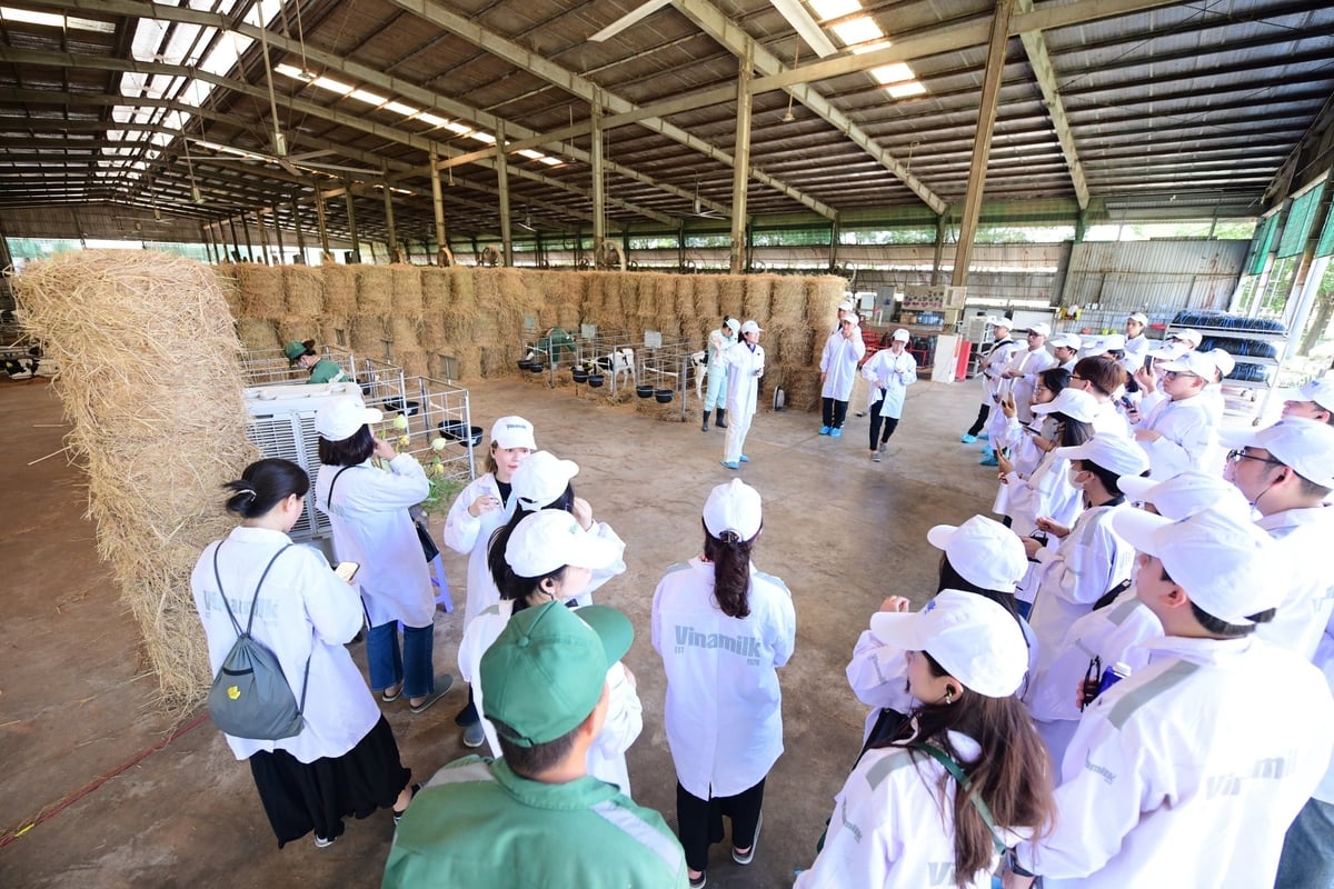 Bước chân vào khu chuồng, mọi người đều có chung cảm nhận đây là 'nơi mát nhất' của trang trại, nhiệt độ luôn ở mức 27-28 độ C và hoàn toàn không có mùi. Ảnh: Quang Định. Bước chân vào khu chuồng, mọi người đều có chung cảm nhận đây là 'nơi mát nhất' của trang trại, nhiệt độ luôn ở mức 27-28 độ C và hoàn toàn không có mùi. Ảnh: Quang Định.