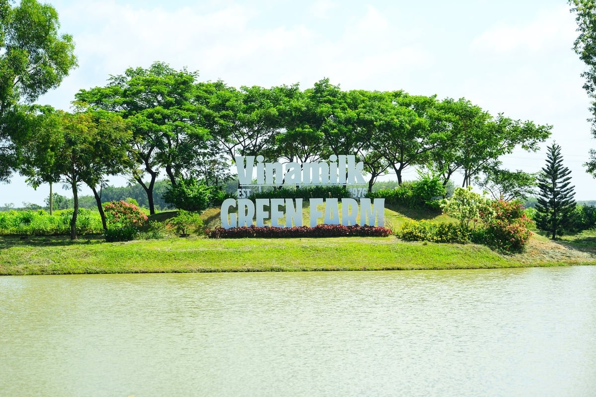 Tại Green Farm Tây Ninh, Vinamilk hào phóng giữ lại 9 hồ nước nằm xen kẽ với mảng xanh để dự trữ, lưu thông tuần hoàn nước... Ảnh: Quang Định. Tại Green Farm Tây Ninh, Vinamilk hào phóng giữ lại 9 hồ nước nằm xen kẽ với mảng xanh để dự trữ, lưu thông tuần hoàn nước... Ảnh: Quang Định.