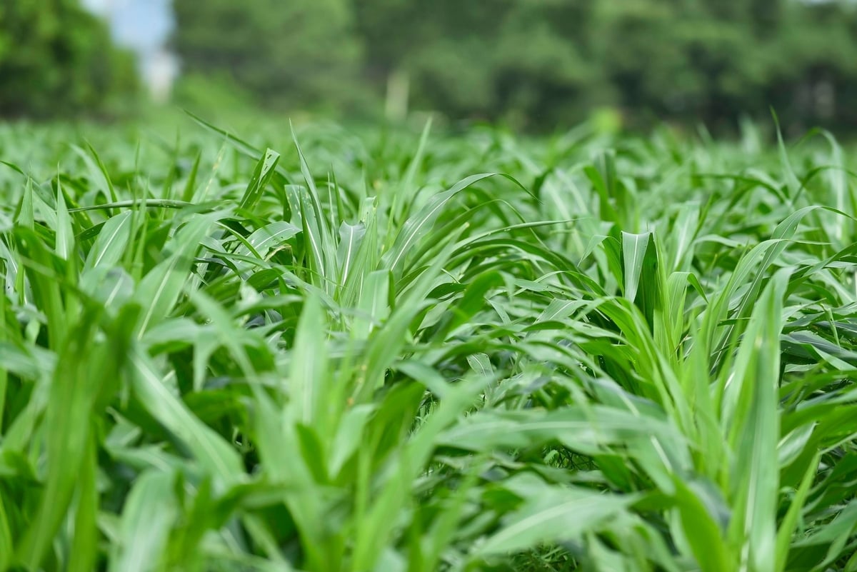 Vinamilk ưu tiên việc giảm 'thật' tại nguồn, thay vì bù đắp bằng việc mua tín chỉ carbon bên ngoài. Ảnh: Vi Nam. Vinamilk ưu tiên việc giảm 'thật' tại nguồn, thay vì bù đắp bằng việc mua tín chỉ carbon bên ngoài. Ảnh: Vi Nam.