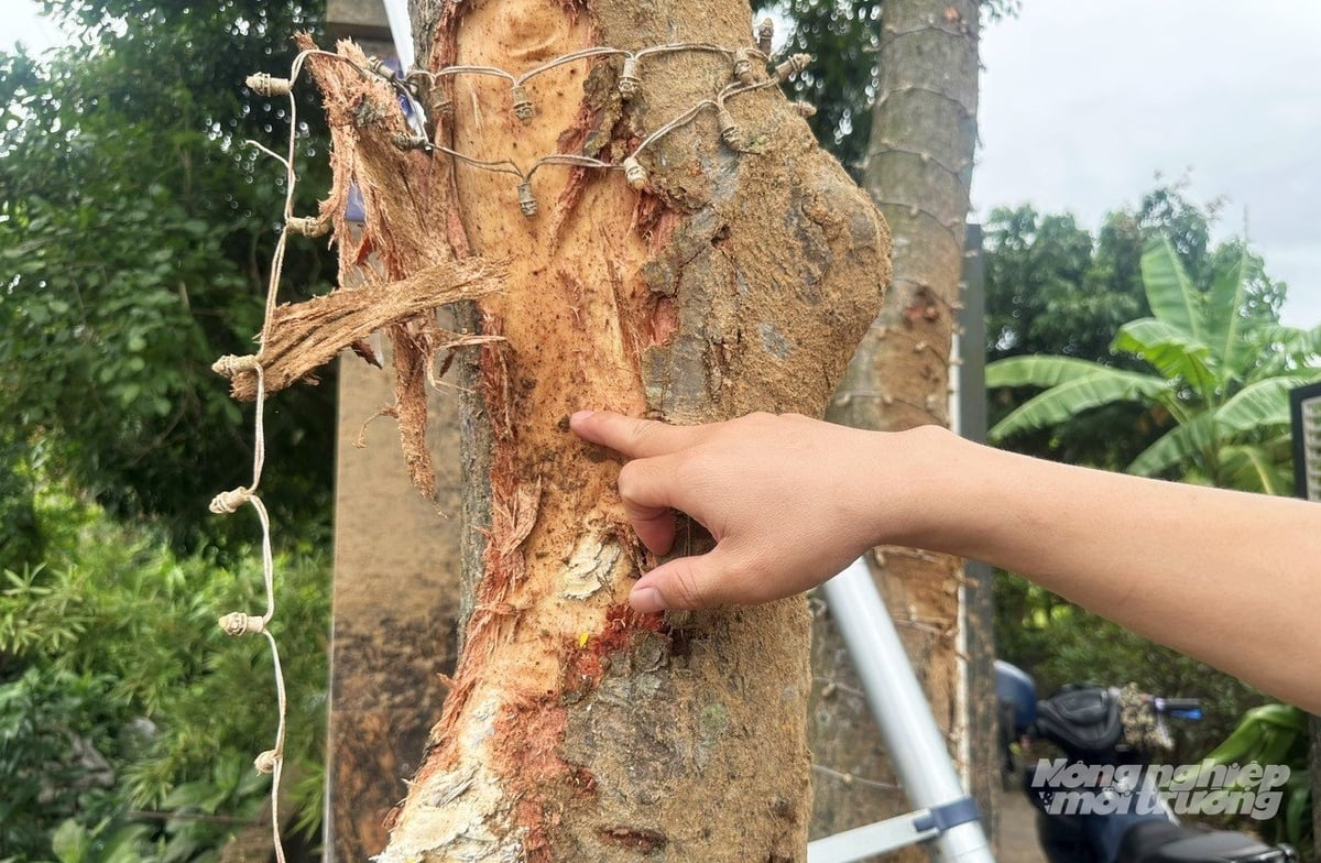 Xe khách tông vào gốc cây cạnh nhà dân trước khi bị lật. Ảnh: Thanh Nga. Xe khách tông vào gốc cây cạnh nhà dân trước khi bị lật. Ảnh: Thanh Nga.