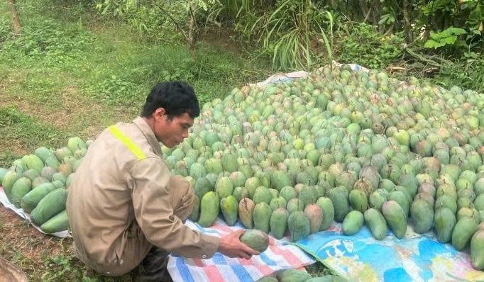Người dân xã Pú Nhung thu hoạch xoài. Ảnh: Hoàng Châu. Người dân xã Pú Nhung thu hoạch xoài. Ảnh: Hoàng Châu.