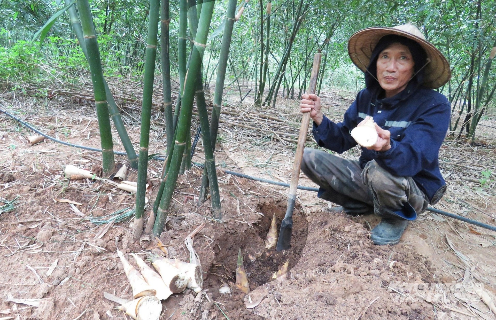 Mỗi khóm măng tre lục trúc cho sản lượng trên 20 kg mỗi năm. Ảnh: T. Phùng. Mỗi khóm măng tre lục trúc cho sản lượng trên 20 kg mỗi năm. Ảnh: T. Phùng.