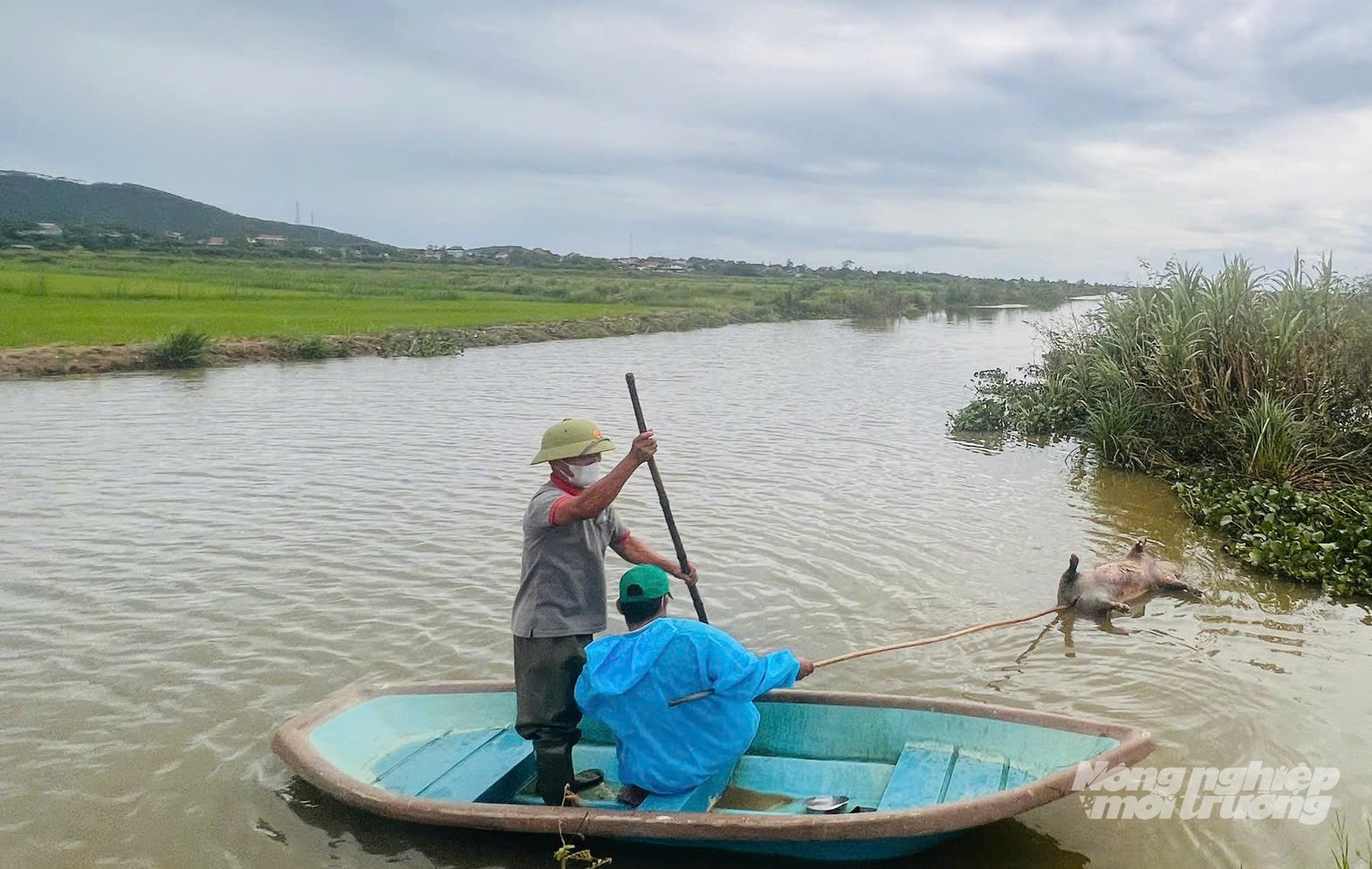 Nếu không ngăn chặn được tình trạng vứt lợn chết ra đồng, ra sông thì dịch bệnh có nguy cơ bùng phát trên diện rộng. Ảnh: T. Phùng.