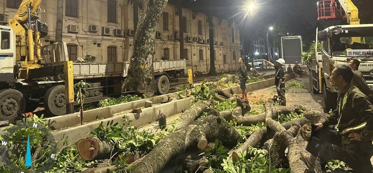 Ban Duy tu thực hiện di dời cây xanh để mở rộng đường Hùng Vương. Ảnh: Ban Duy tu.