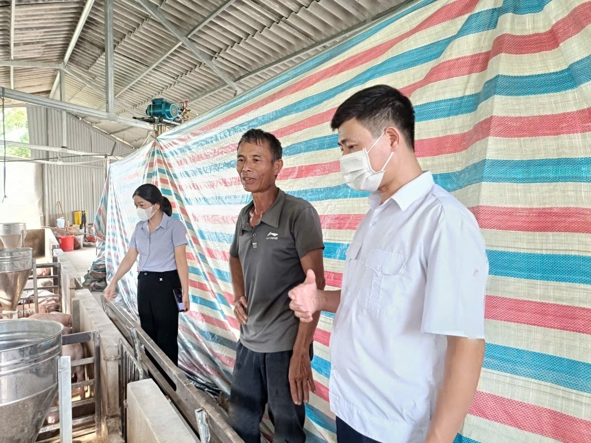 Trang trại chăn nuôi của gia đình ông Giang (giữa) có lợn đang chết hàng loạt. Ảnh: Thanh Tiến.