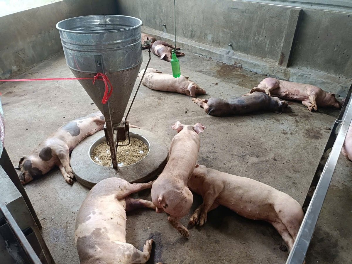 Lợn chết như ngả rạ, nhiều hộ chăn nuôi điêu đứng. Ảnh: Thanh Tiến.