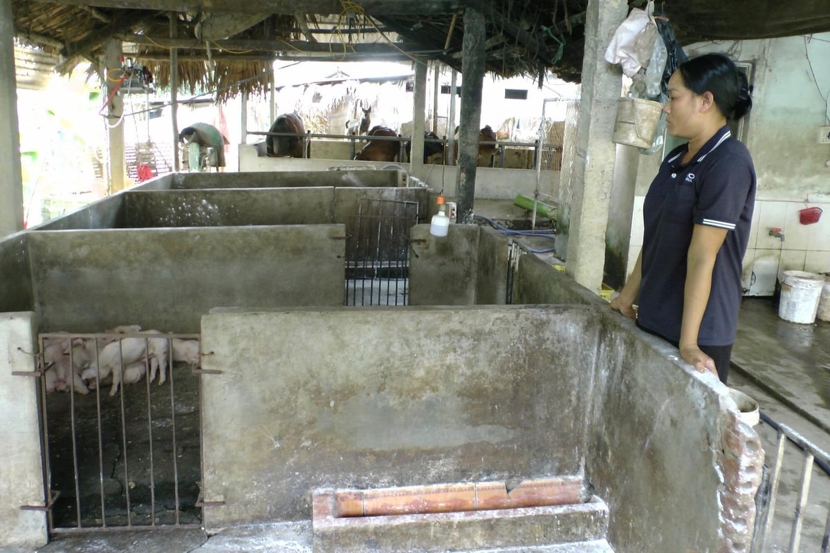 Bà Quỳnh xót xa nhìn những con lợn con còn xót lại. Ảnh: Thanh Tiến.
