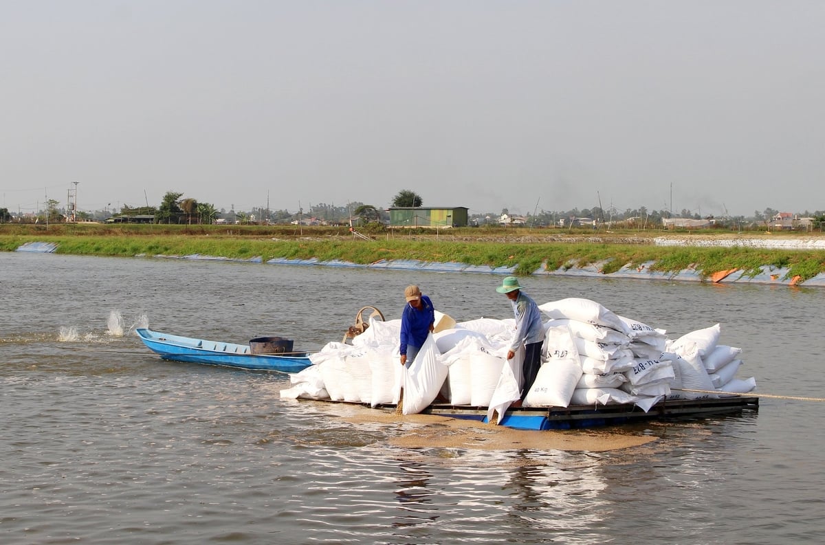 Hiện nay, nghề nuôi cá rô phi đang lan rộng tại nhiều xã, phường như: Châu Phú, Châu Thành, Thoại Sơn, Phú Tân… với hai hình thức phổ biến là nuôi ao đất và nuôi lồng bè trên sông. Ảnh: Lê Hoàng Vũ.