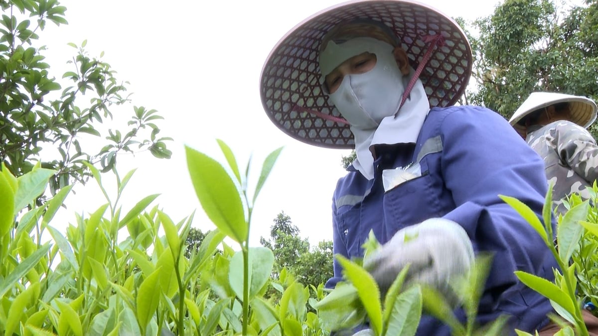 Vùng trồng chè ở xã Đại Phúc. Ảnh: Ngọc Tú.