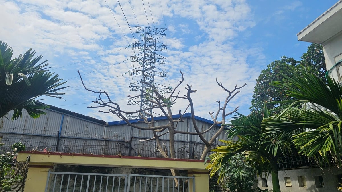 Nhiều cây cối bị táp lá chưa rõ nguyên nhân, phía công ty đã cử công nhân xuống phát quang theo 'yêu cầu của người dân'. Ảnh: Đinh Mười.