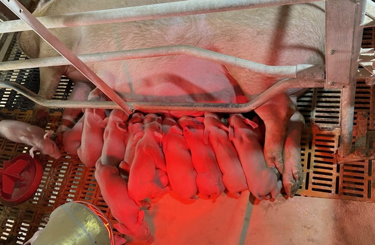Dabaco Hải Phòng tập trung vào việc cung cấp lợn giống chất lượng cao, đáp ứng nhu cầu của thị trường và người chăn nuôi. Ảnh: Đinh Mười.