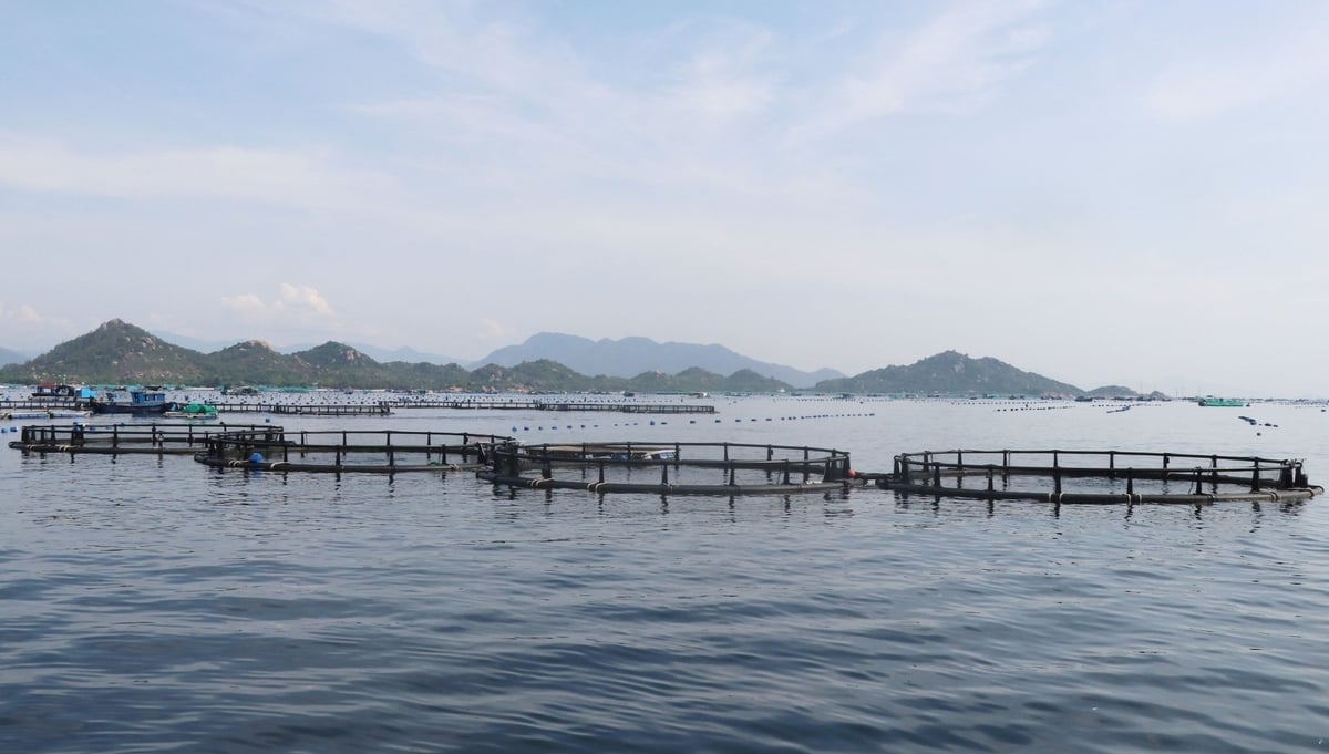 Mô hình thí điểm nuôi biển công nghệ cao tại vùng biển hở của tỉnh Khánh Hòa. Ảnh: Phương Chi.