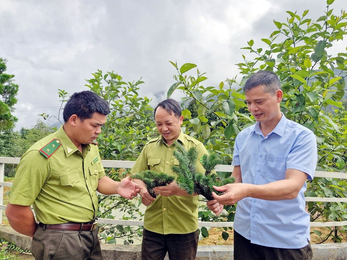 Quần thể vân sam Fansipan quý hiếm được phát hiện phân bổ trên diện tích rộng 100ha ở độ cao 2.800m tại Khu bảo tồn thiên nhiên Bát Xát. Ảnh: Tuấn Ngọc.
