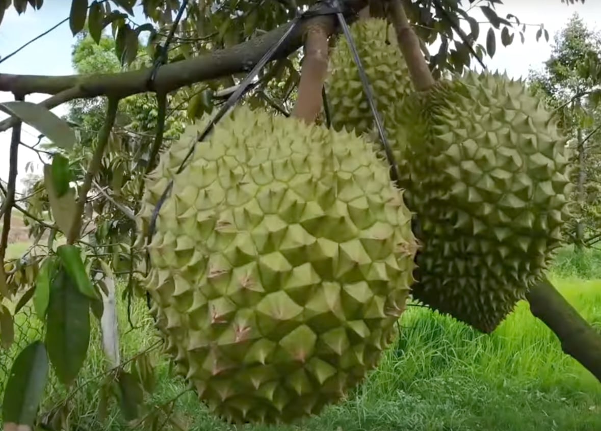 Xuất khẩu sầu riêng Việt Nam đang phục hồi trở lại nhờ kiểm soát tốt hơn về cadimi. Ảnh: Sơn Trang.