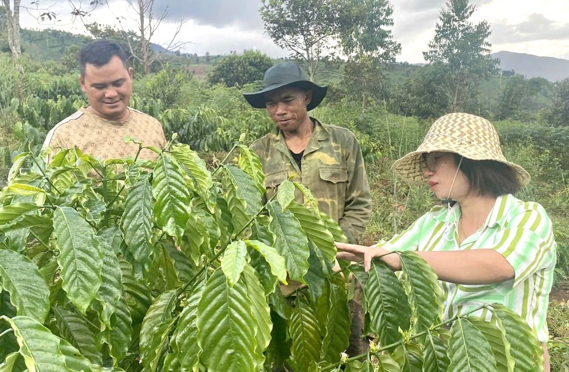Anh A Sel (giữa) được hỗ trợ cà phê, yên tâm sản xuất. Ảnh: Tuấn Anh.