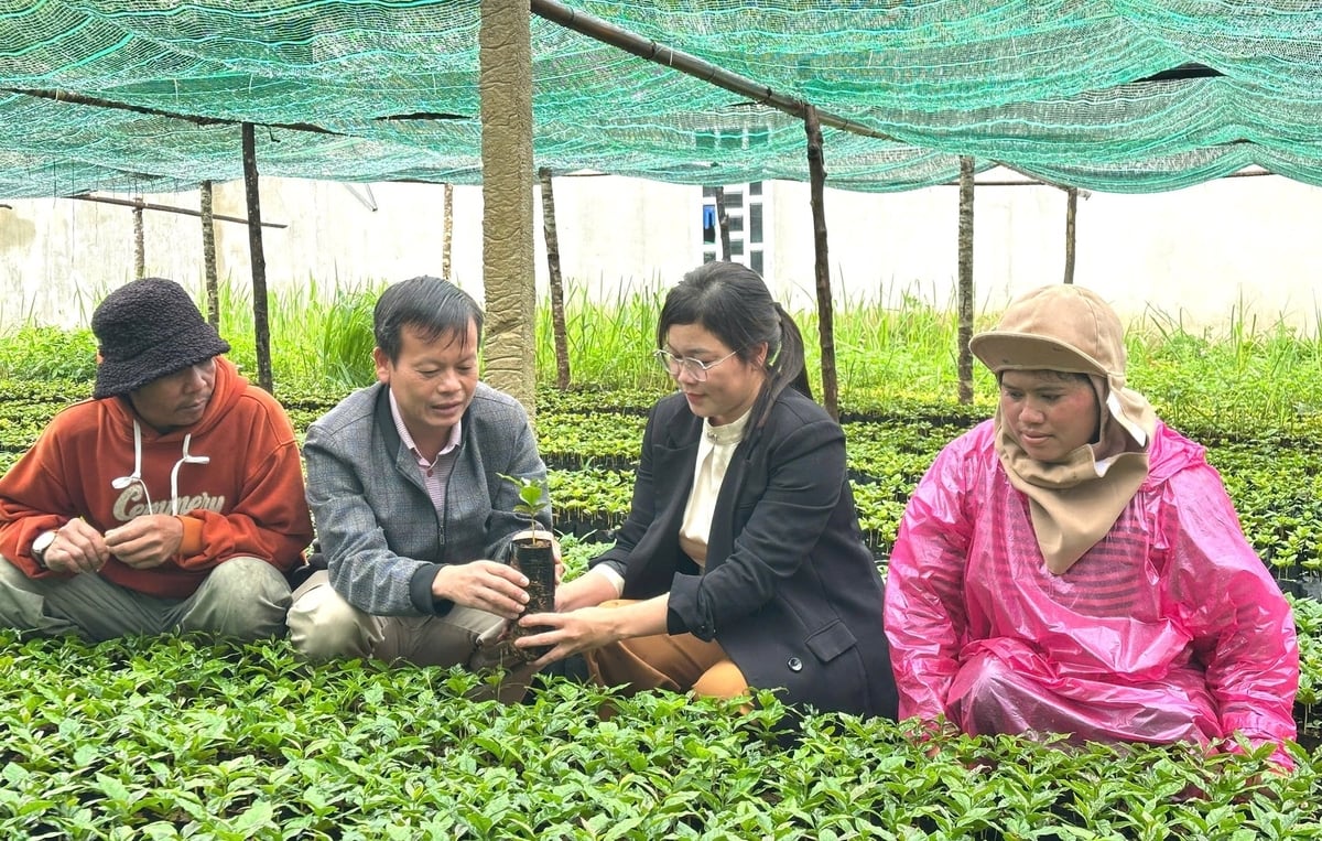 Xã Tu Mơ Rông hỗ trợ cây giống cà phê cho người dân. Ảnh: Tuấn Anh.