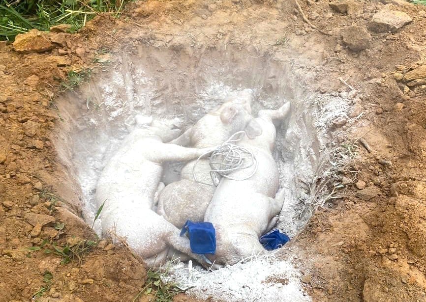 Dịch tả lợn Châu Phi đang bùng phát và diễn biến phức tạp tại tỉnh Tuyên Quang. Ảnh: Đào Thanh.