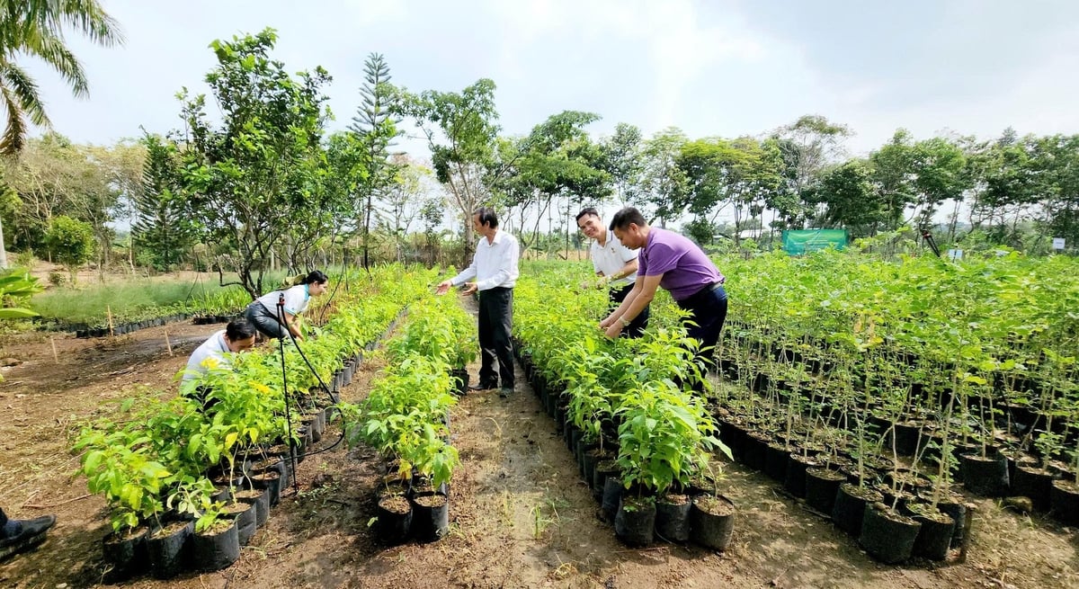 Vườn ươm cây xanh phục vụ cây giống cung cấp cho các đơn vị ngoài quần đảo Trường Sa và những khu vực đất liền cần phủ xanh tạo nét đẹp đô thị. Ảnh: Minh Sáng.  