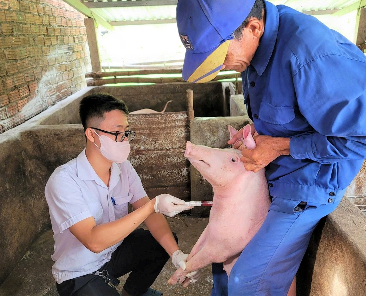 Đến nay, TP Đà Nẵng đã xuất hiện dịch tả lợn Châu Phi ở 118 thôn thuộc 23 xã, phường. Ảnh: L.K.