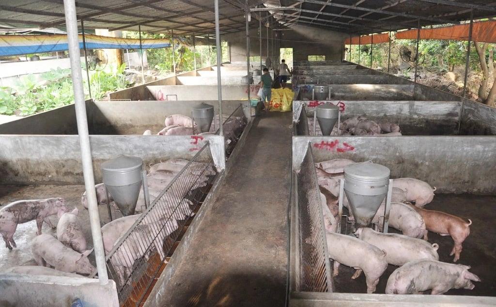 Trước tình dịch bệnh diễn biến phức tạp, Chi cục Chăn nuôi và Thú y Lâm Đồng đã triển khai đồng bộ nhiều giải pháp phòng dịch tại các trại chăn nuôi. Ảnh: KP. Trước tình dịch bệnh diễn biến phức tạp, Chi cục Chăn nuôi và Thú y Lâm Đồng đã triển khai đồng bộ nhiều giải pháp phòng dịch tại các trại chăn nuôi. Ảnh: KP.