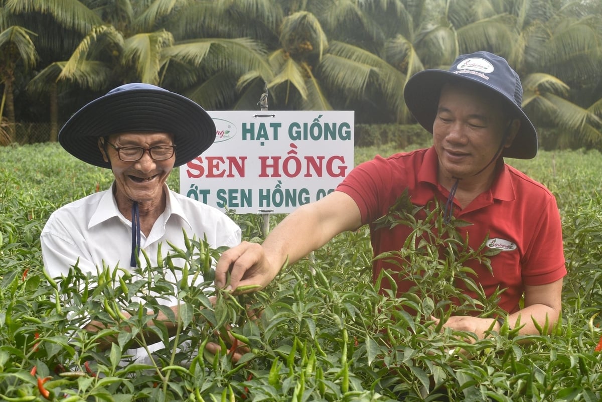 Anh Cao Đình Tuấn thăm ruộng ớt của ông Trần Văn Liêm. Ảnh: Minh Đảm. Anh Cao Đình Tuấn thăm ruộng ớt của ông Trần Văn Liêm. Ảnh: Minh Đảm.