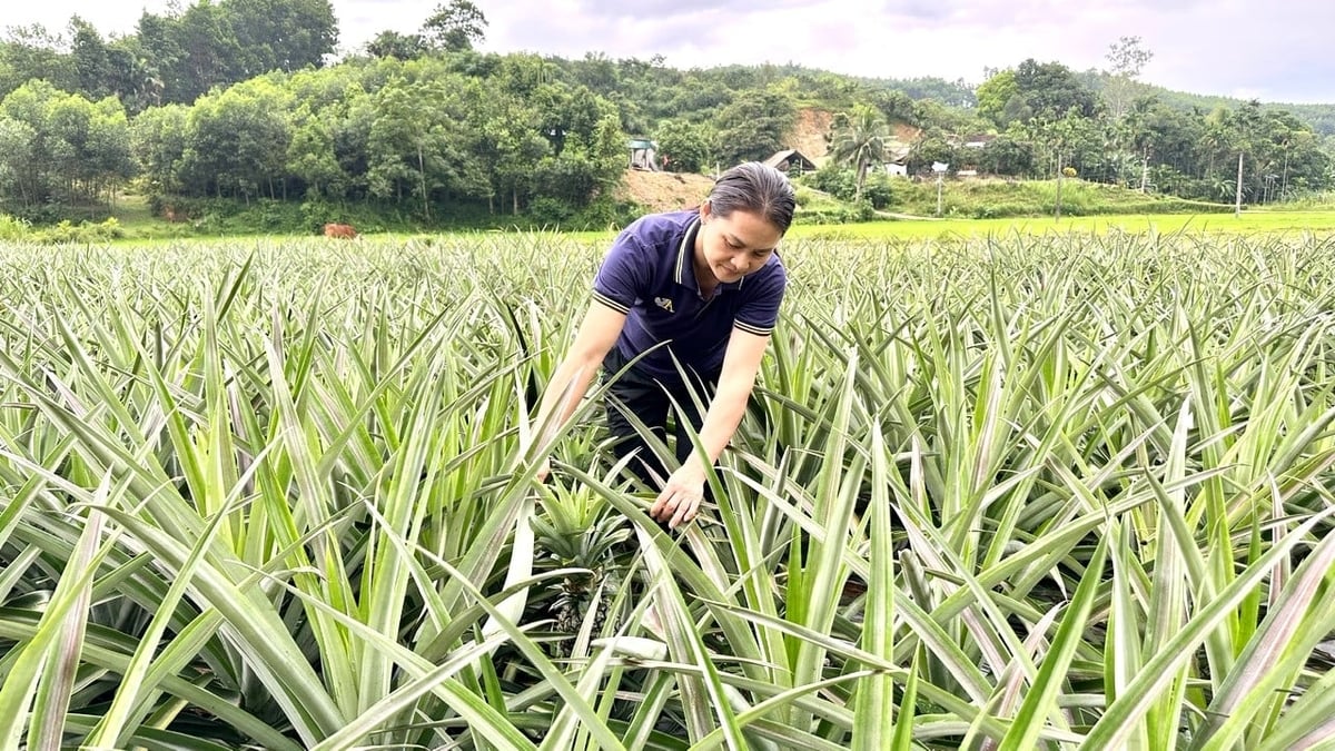 Cây dứa đang mở ra tương lai sáng cho vùng núi tỉnh Hà Tĩnh. Ảnh: Anh Thơ.