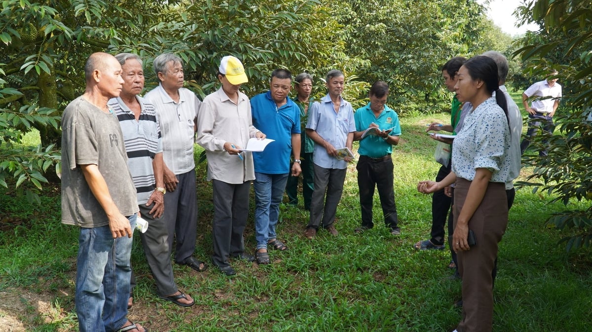 Lớp học kỹ thuật do Chi cục Trồng trọt, Bảo vệ thực vật và Thủy lợi Bình Dương (cũ) tổ chức đã thật sự mở ra hướng đi mới cho nông dân. Ảnh: Trần Phi. Lớp học kỹ thuật do Chi cục Trồng trọt, Bảo vệ thực vật và Thủy lợi Bình Dương (cũ) tổ chức đã thật sự mở ra hướng đi mới cho nông dân. Ảnh: Trần Phi.