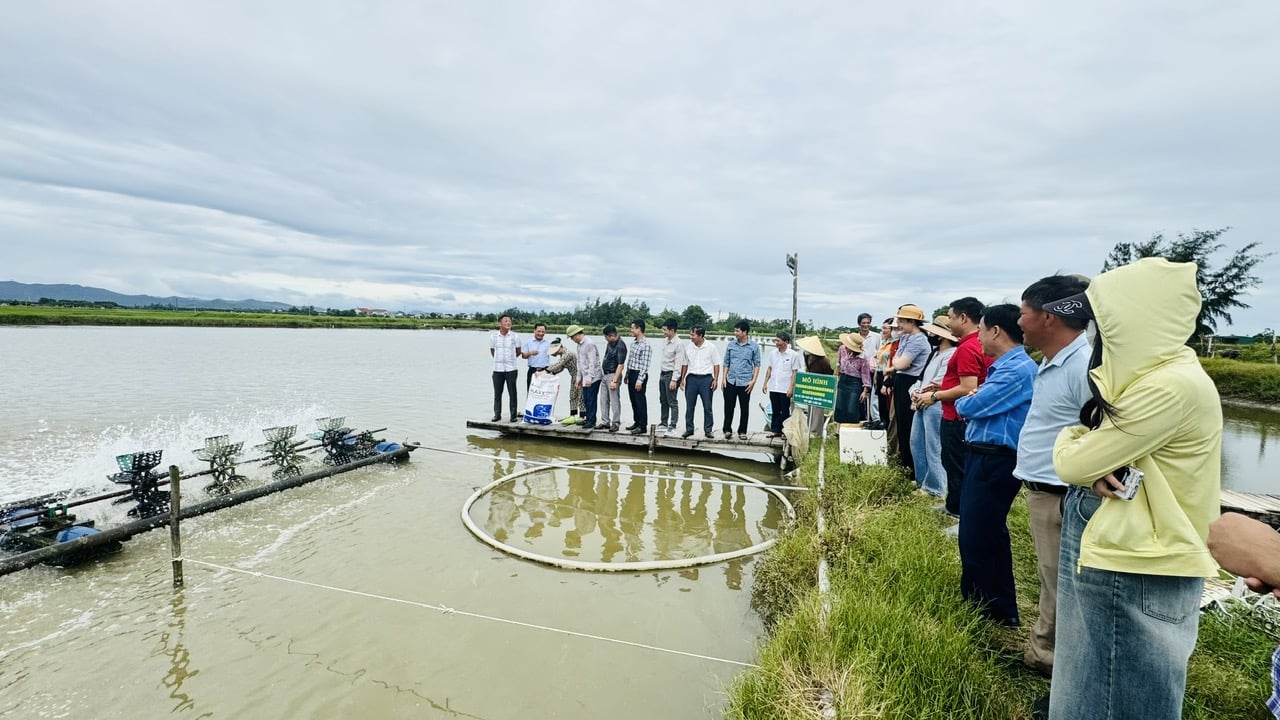 Học viên tham quan thực tế tại mô hình nuôi cá chim vây vàng trong vùng nuôi tôm kém hiệu quả gắn với liên kết tiêu thụ sản phẩm tại thôn Vĩnh Phúc, xã Thiên Cầm. Ảnh: Ánh Nguyệt. Học viên tham quan thực tế tại mô hình nuôi cá chim vây vàng trong vùng nuôi tôm kém hiệu quả gắn với liên kết tiêu thụ sản phẩm tại thôn Vĩnh Phúc, xã Thiên Cầm. Ảnh: Ánh Nguyệt.
