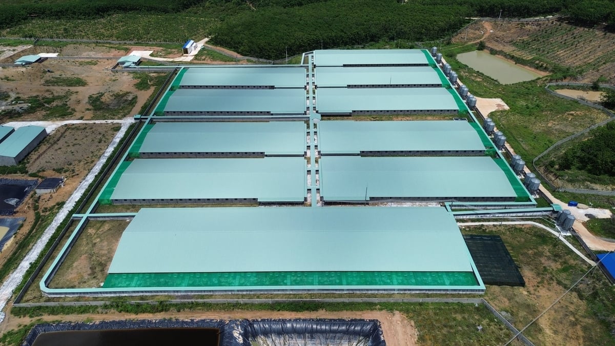 Lâm Đồng là địa phương có số lượng trang trại chăn nuôi lợn lớn nên công tác kiểm soát dịch bệnh luôn được chú trọng. Ảnh: Phạm Hoài. Lâm Đồng là địa phương có số lượng trang trại chăn nuôi lợn lớn nên công tác kiểm soát dịch bệnh luôn được chú trọng. Ảnh: Phạm Hoài.