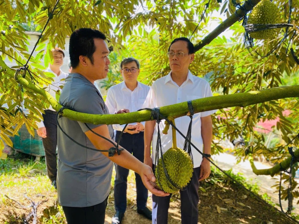 Đoàn khảo sát thăm mô hình trồng sầu riêng tại Sakura farm của hộ ông Nguyễn Phạm Minh (xã Đông Khánh Sơn). Ảnh: Nguyễn Cơ. Đoàn khảo sát thăm mô hình trồng sầu riêng tại Sakura farm của hộ ông Nguyễn Phạm Minh (xã Đông Khánh Sơn). Ảnh: Nguyễn Cơ.