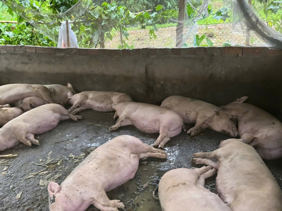 19 hộ chăn nuôi trên địa bàn tỉnh Quảng Ninh xuất hiện dịch tả lợn Châu Phi. Ảnh: Nguyễn Thành. 19 hộ chăn nuôi trên địa bàn tỉnh Quảng Ninh xuất hiện dịch tả lợn Châu Phi. Ảnh: Nguyễn Thành.