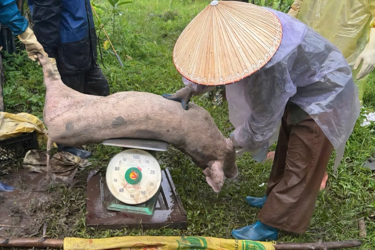 Lực lượng chức năng tiến hành cân đo và tiêu hủy lợn nhiễm dịch tả lợn Châu Phi tại xã Điền Xá. Ảnh: Nguyễn Thành. Lực lượng chức năng tiến hành cân đo và tiêu hủy lợn nhiễm dịch tả lợn Châu Phi tại xã Điền Xá. Ảnh: Nguyễn Thành.