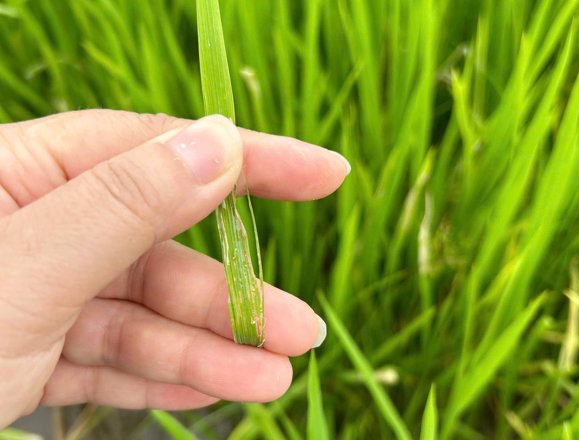 Sâu cuốn lá đã phát sinh gây hại trên diện tích 7.730 ha lúa hè thu ở TP Huế. Ảnh: Văn Dinh.