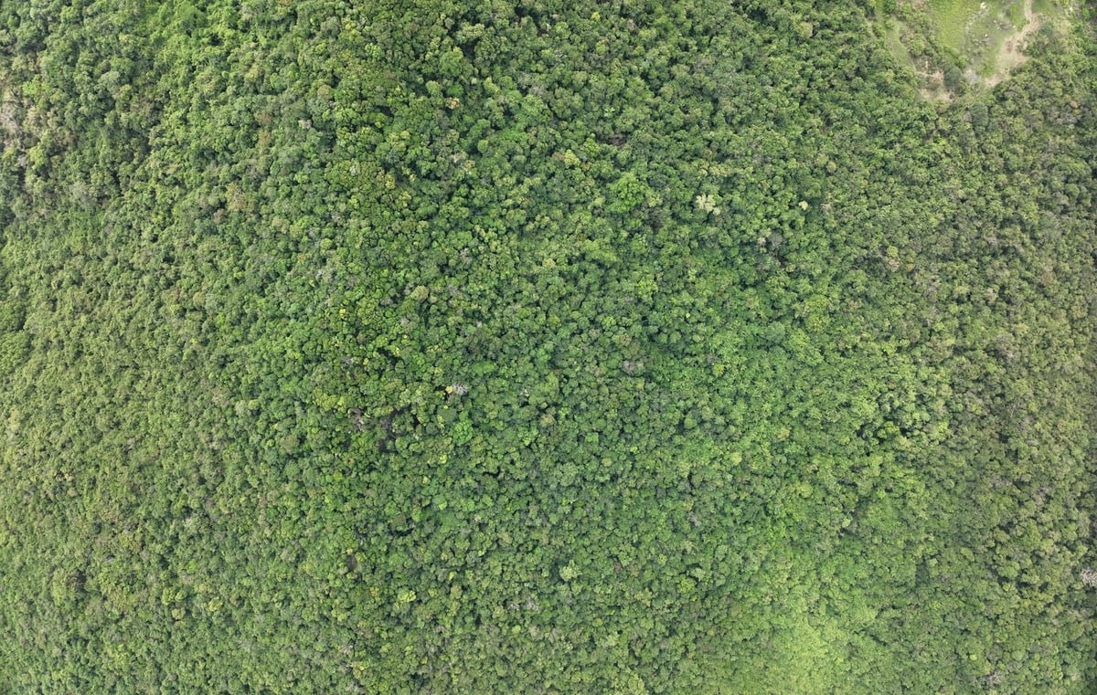 Planted forest areas lacking land use certification are updated on digital maps by Gia Lai's authorities and reported to the Ministry of Agriculture and Environment. Photo: Dinh Thung.