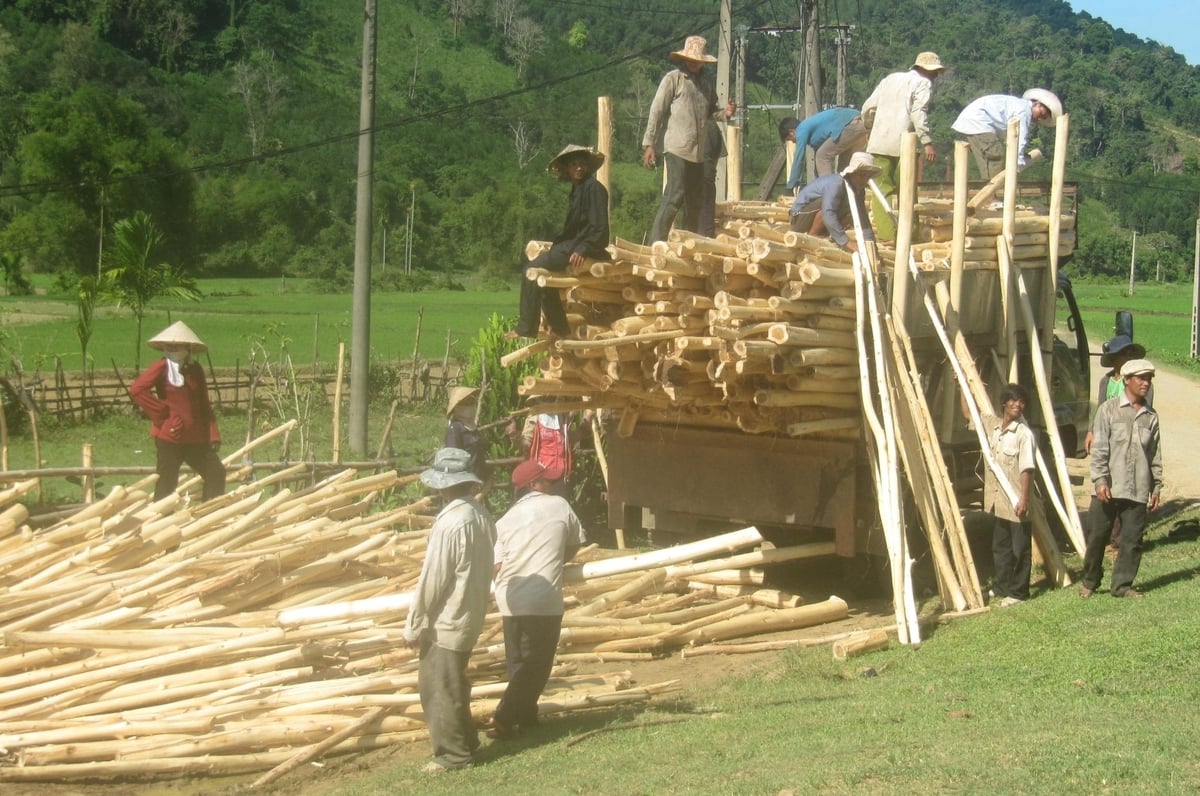 When purchasing raw wood, enterprises must require forest owners to verify that the forest is located on legally recognized, dispute-free land. Photo: Dinh Thung.