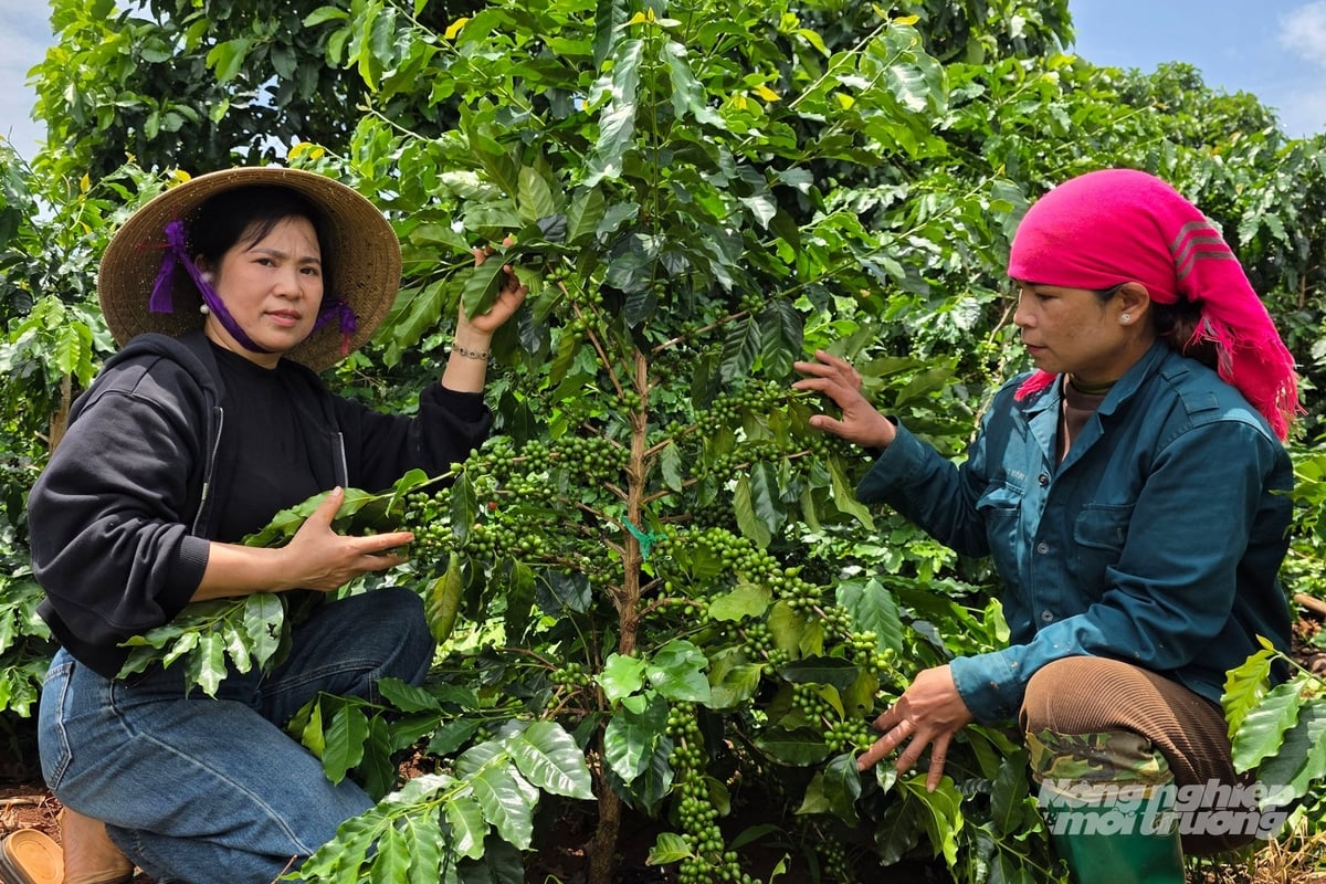 Sau sáp nhập, ngành NN-MT Quảng Trị vẫn giữ vững mục tiêu tăng trưởng. Ảnh: Võ Dũng.