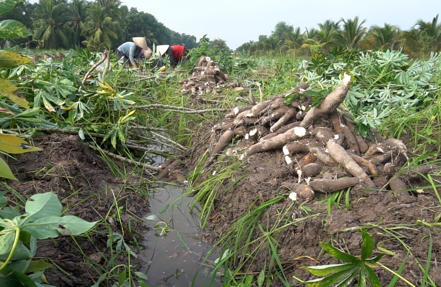 Nông dân Tây Ninh chủ động thu hoạch sắn sớm ‘chạy mưa’. Ảnh: Trần Trung. Nông dân Tây Ninh chủ động thu hoạch sắn sớm ‘chạy mưa’. Ảnh: Trần Trung.