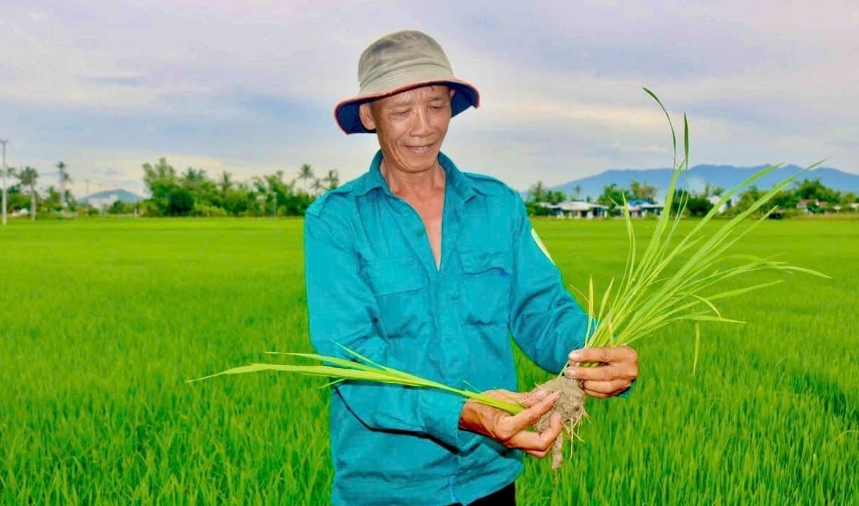 Ông Bùi Văn Thuyền cho biết, nhờ điều tiết nước kịp thời nên lúa hè thu hiện sinh trưởng và phát triển tốt. Ảnh: Kim Sơ. Ông Bùi Văn Thuyền cho biết, nhờ điều tiết nước kịp thời nên lúa hè thu hiện sinh trưởng và phát triển tốt. Ảnh: Kim Sơ.