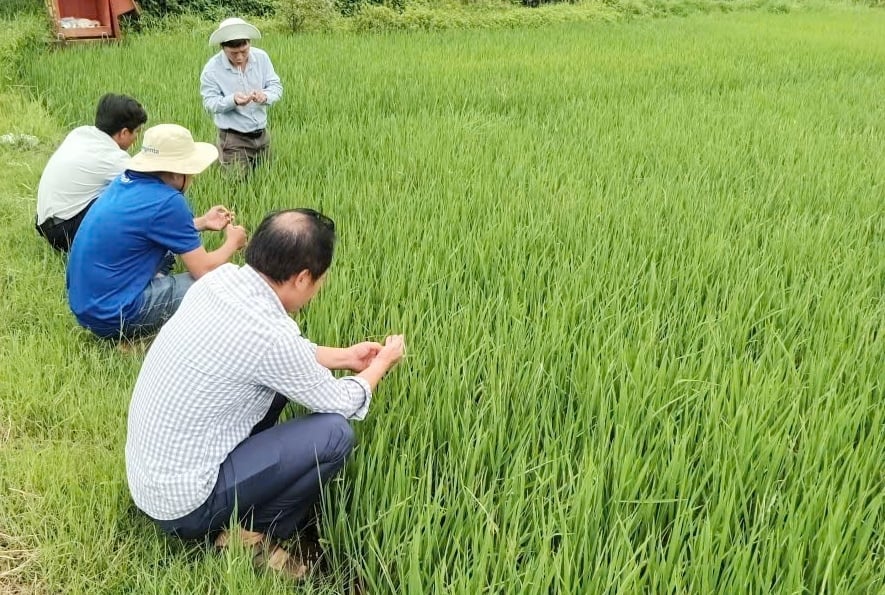Ngành nông nghiệp TP Huế khuyến cáo nông dân cần chủ động theo dõi đồng ruộng, phối hợp chặt chẽ với lực lượng chuyên môn, thực hiện nghiêm các biện pháp phòng trừ sâu bệnh. Ảnh: Văn Dinh.